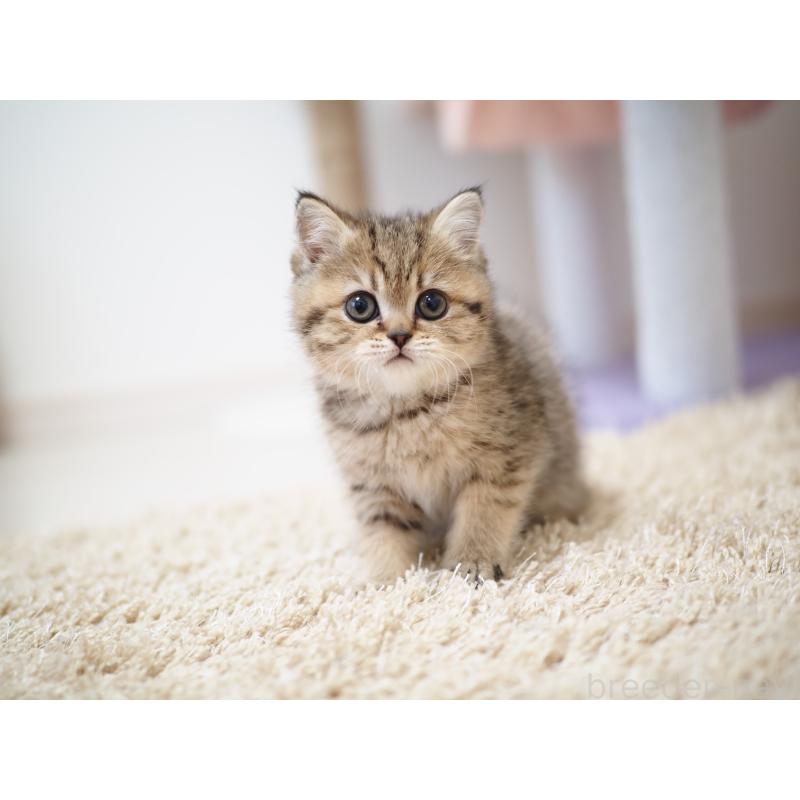 成約済の埼玉県のブリティッシュショートヘア-133667の2枚目