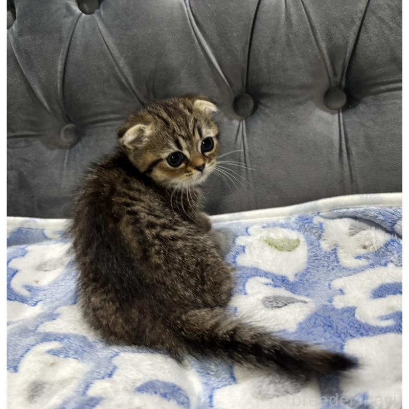 販売中の鹿児島県のスコティッシュフォールド(折れ耳)-134986の6枚目