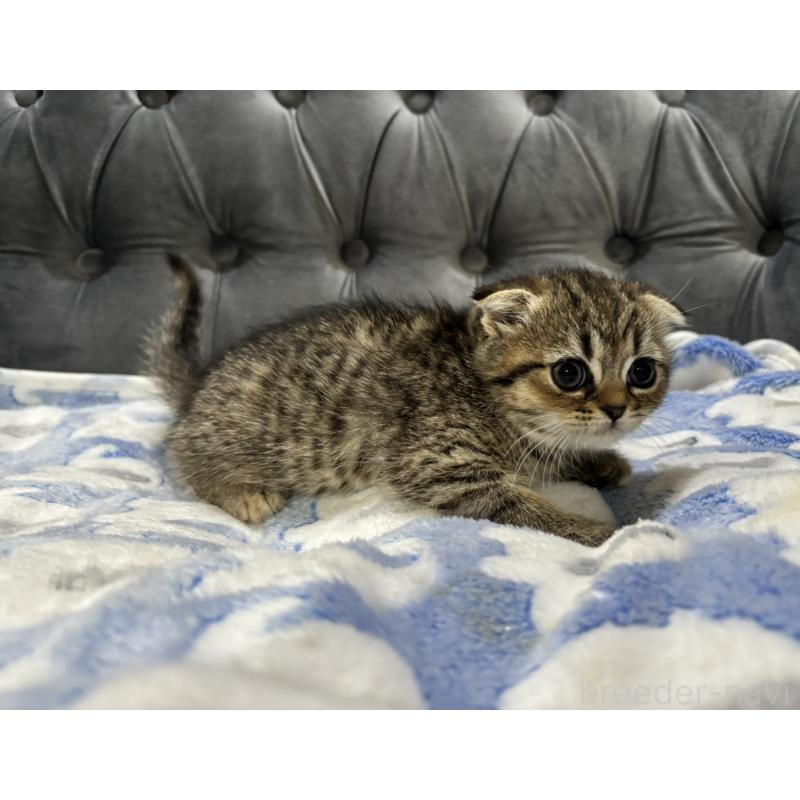 販売中の鹿児島県のスコティッシュフォールド(折れ耳)-134986の5枚目