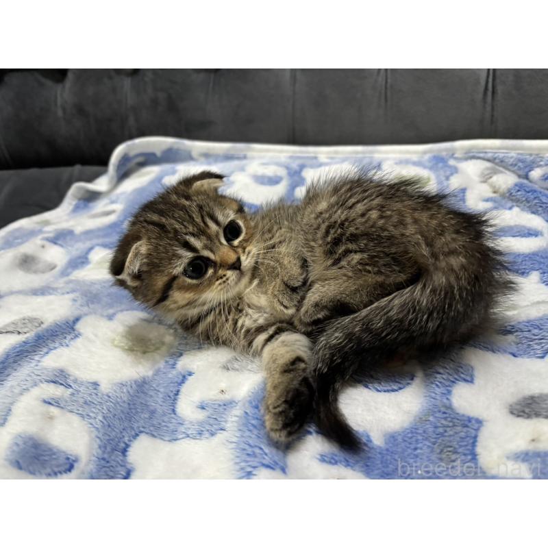 販売中の鹿児島県のスコティッシュフォールド(折れ耳)-134986の4枚目