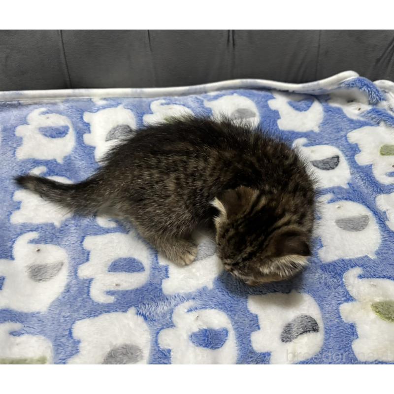 販売中の鹿児島県のスコティッシュフォールド(折れ耳)-134986の3枚目