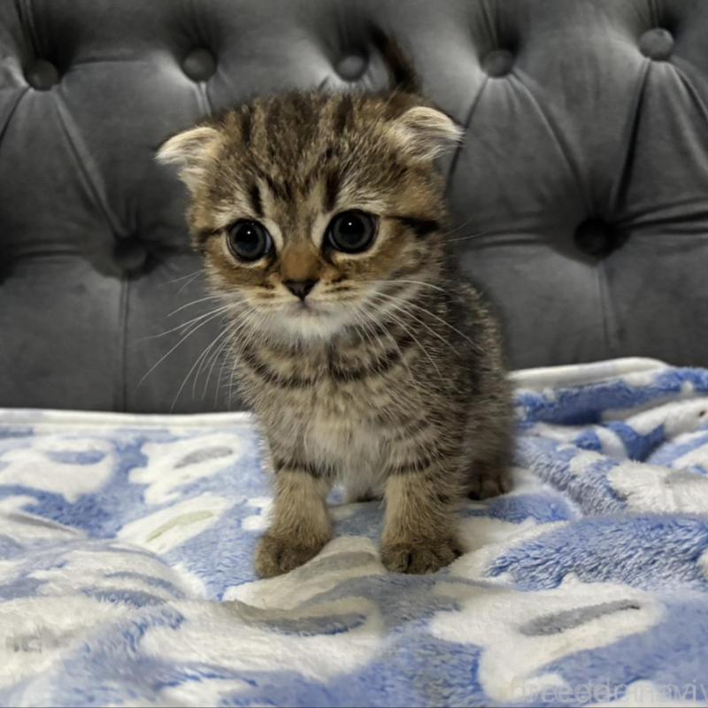 販売中の鹿児島県のスコティッシュフォールド(折れ耳)-134986の2枚目