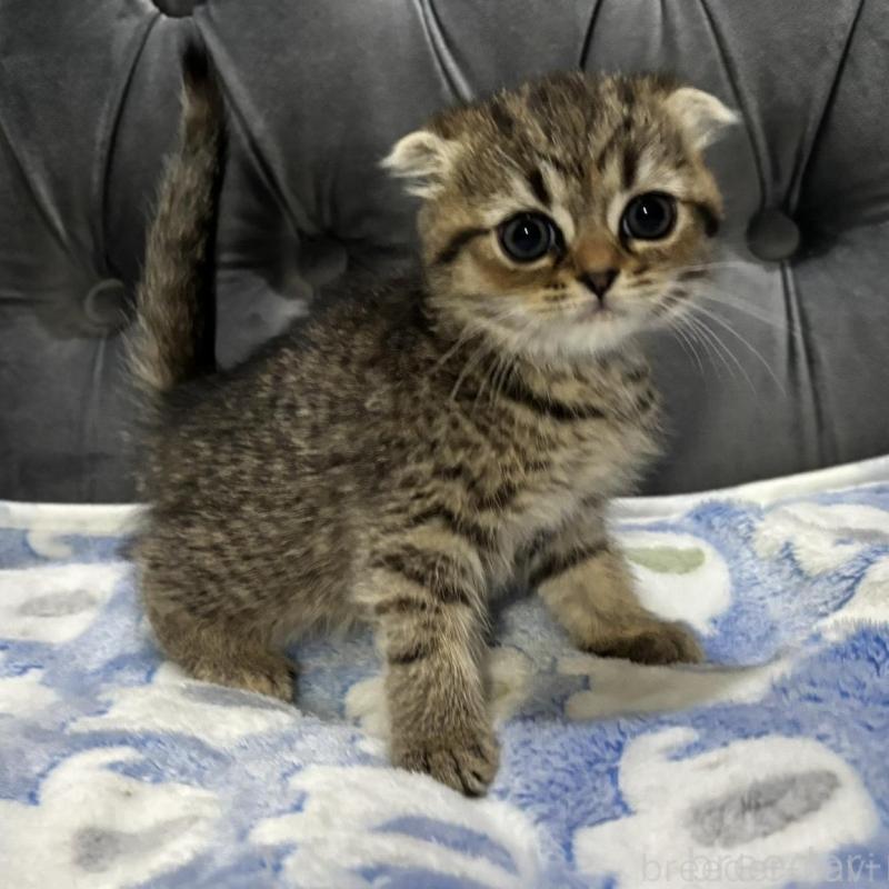 販売中の鹿児島県のスコティッシュフォールド(折れ耳)-134986