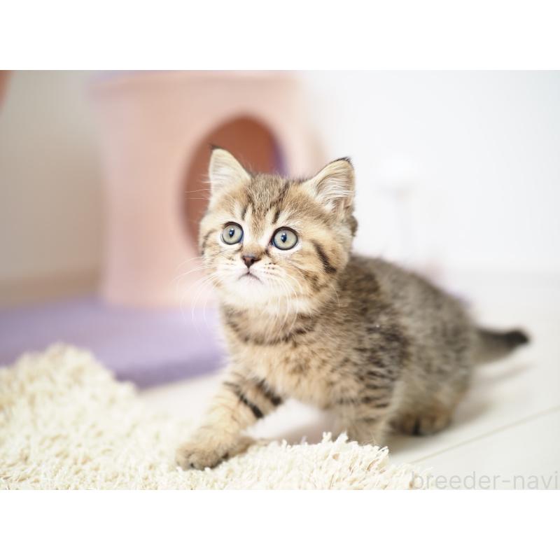 成約済の埼玉県のブリティッシュショートヘア-133665の11枚目