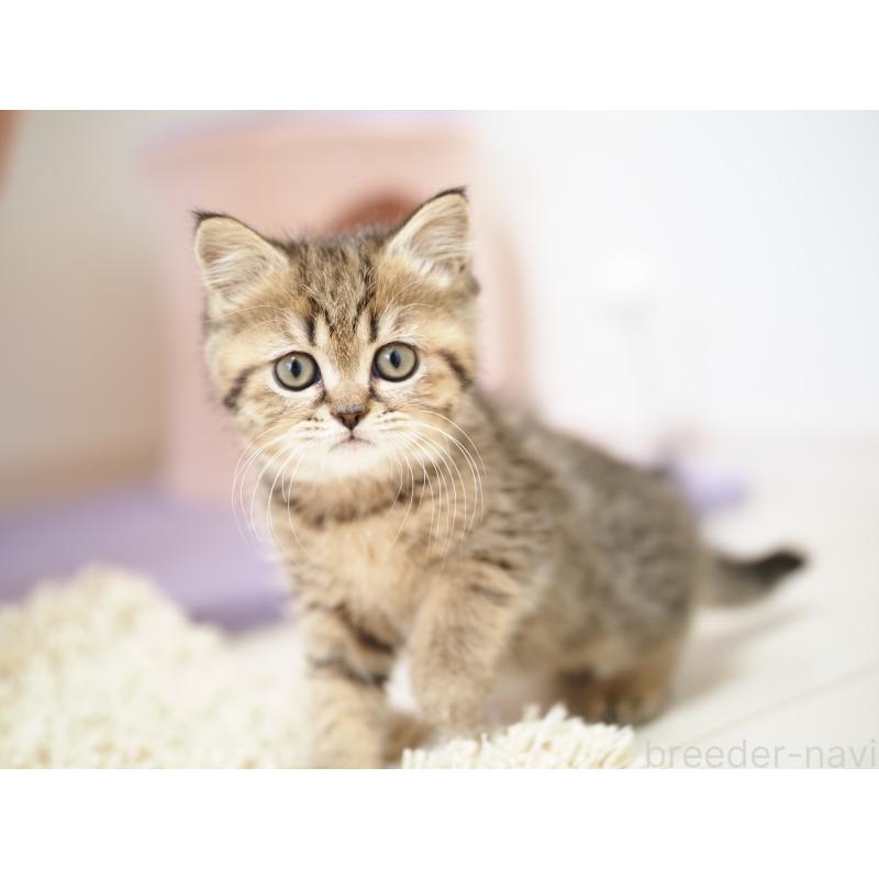 成約済の埼玉県のブリティッシュショートヘア-133665の10枚目