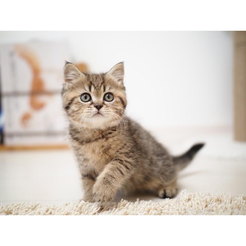 成約済の埼玉県のブリティッシュショートヘア-133665の8枚目