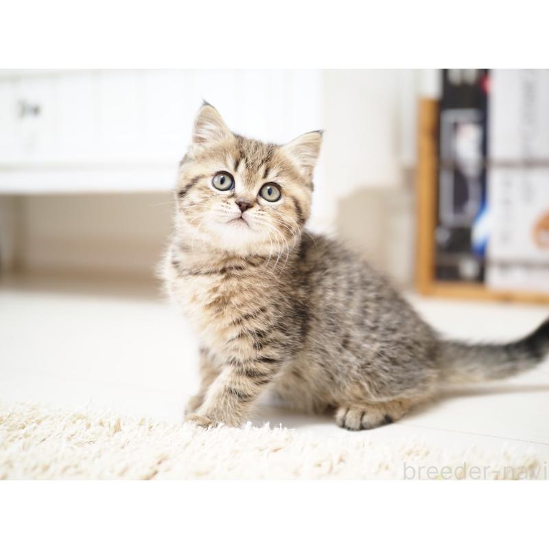 成約済の埼玉県のブリティッシュショートヘア-133665の7枚目