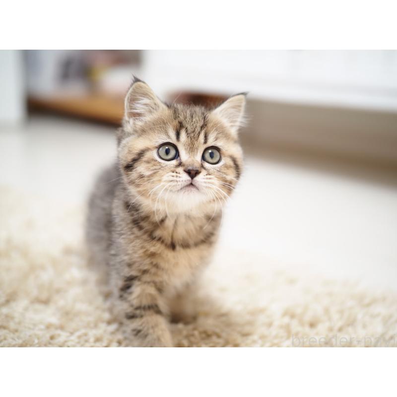 成約済の埼玉県のブリティッシュショートヘア-133665の6枚目