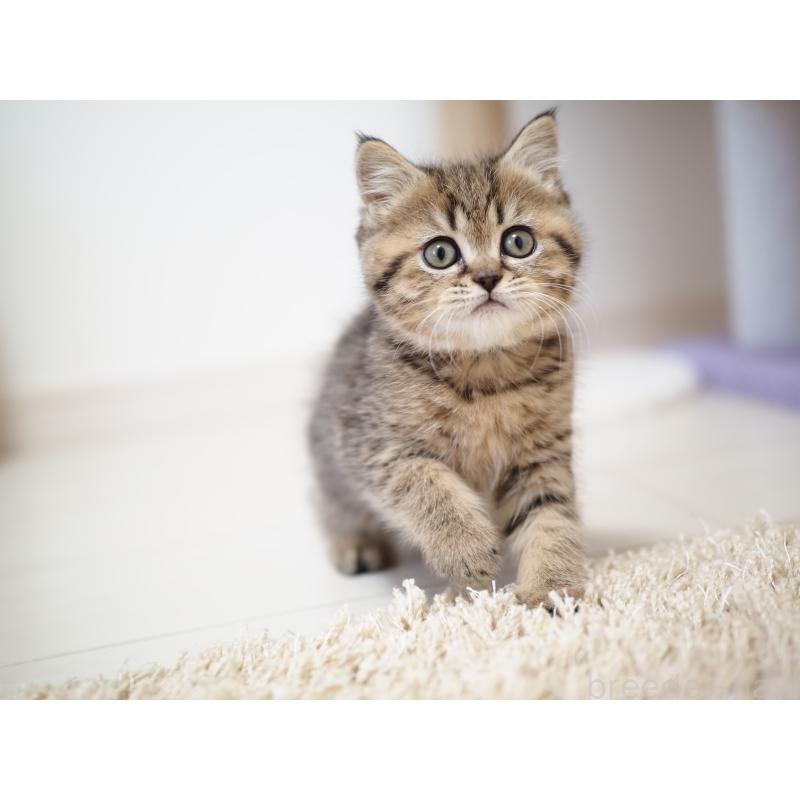 成約済の埼玉県のブリティッシュショートヘア-133665の4枚目