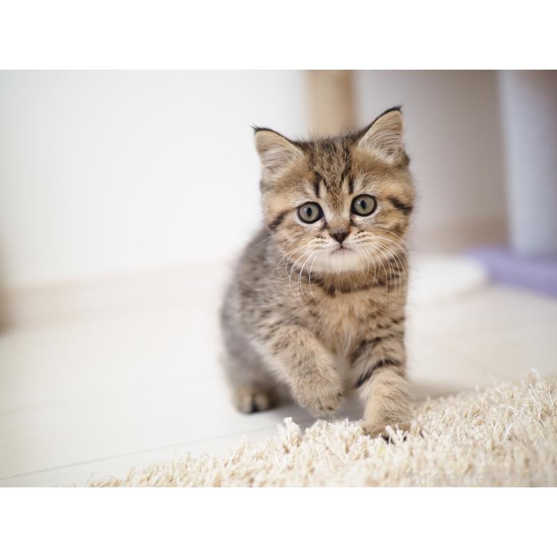 成約済の埼玉県のブリティッシュショートヘア-133665の3枚目