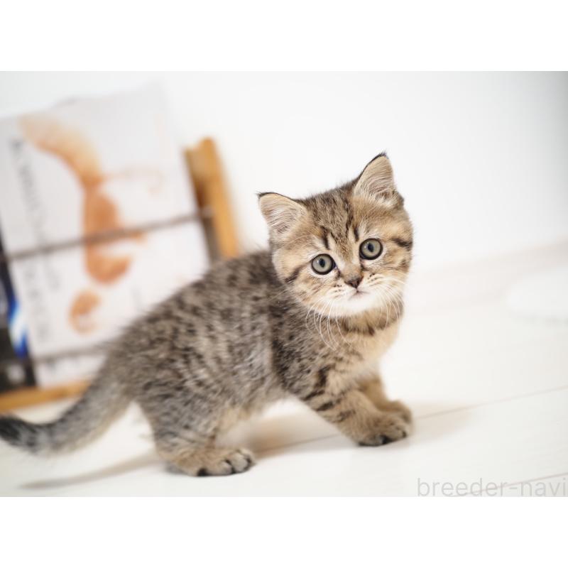 成約済の埼玉県のブリティッシュショートヘア-133665の2枚目