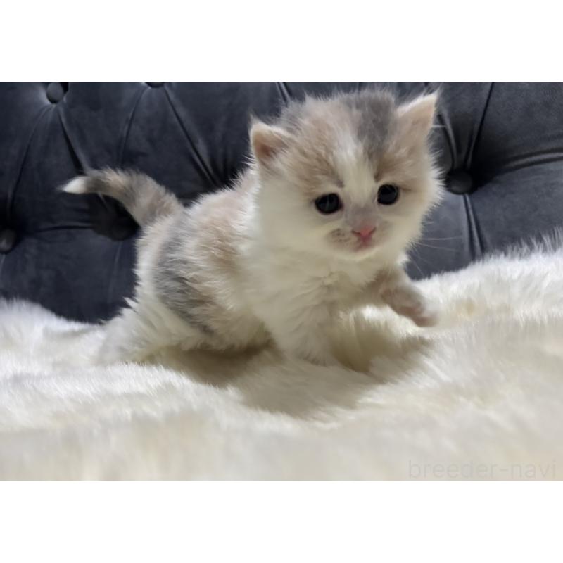 販売中の鹿児島県のミヌエット-134987の6枚目