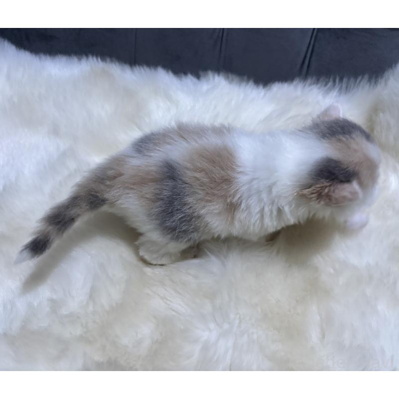 販売中の鹿児島県のミヌエット-134987の5枚目