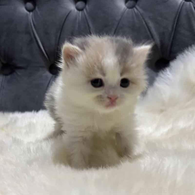 販売中の鹿児島県のミヌエット-134987の4枚目