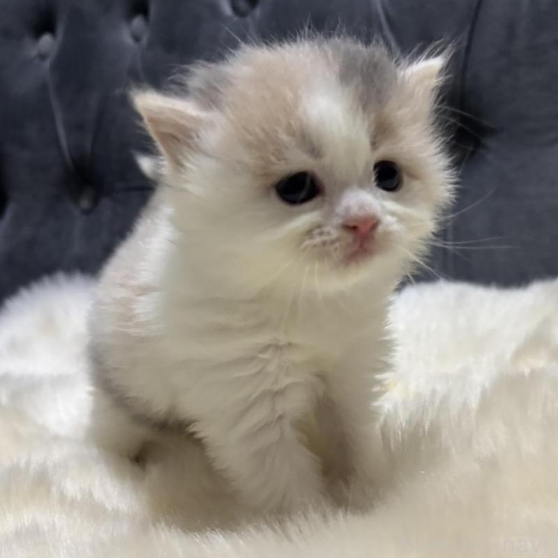 販売中の鹿児島県のミヌエット-134987の3枚目