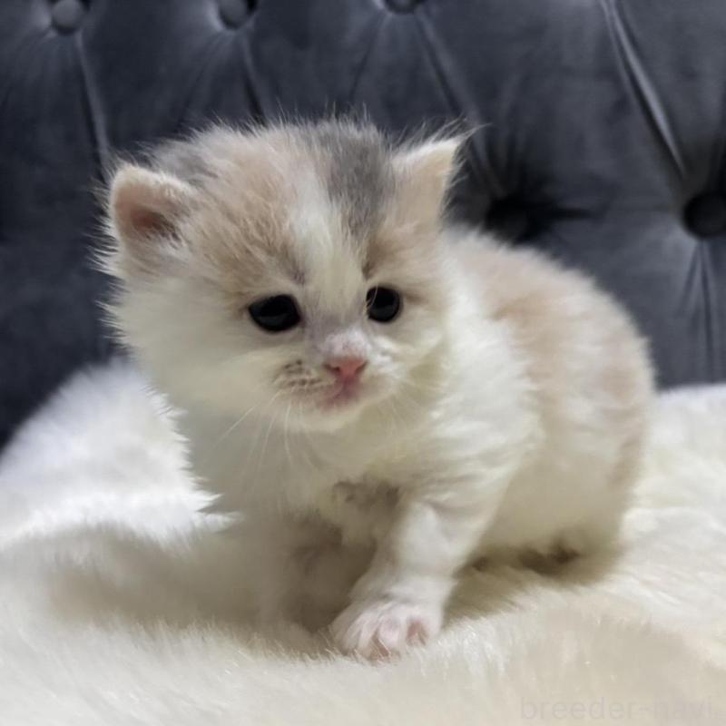 販売中の鹿児島県のミヌエット-134987の2枚目