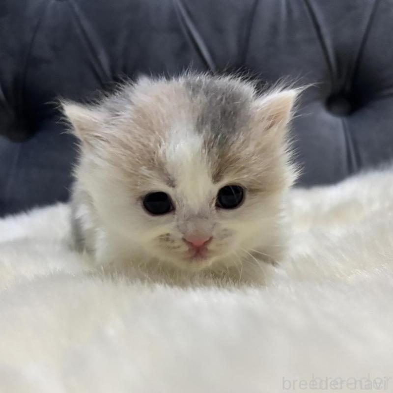 販売中の鹿児島県のミヌエット-134987