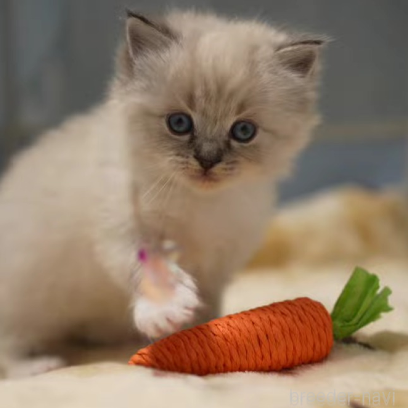 販売中の大阪府のサイベリアン-134988の5枚目