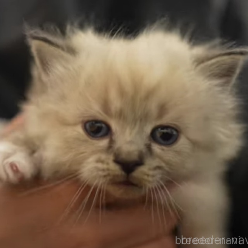 販売中の大阪府のサイベリアン-134988の4枚目