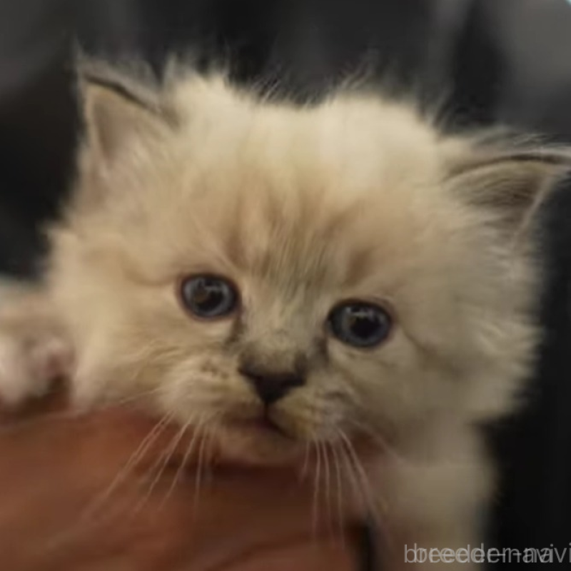 販売中の大阪府のサイベリアン-134988の3枚目