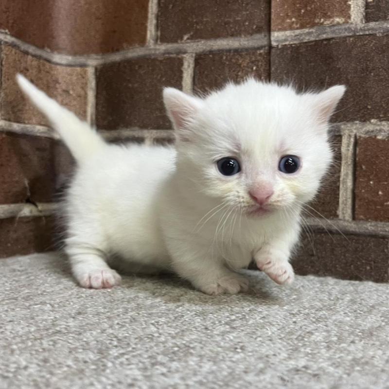 販売中の東京都のマンチカン(短足)-134989の6枚目