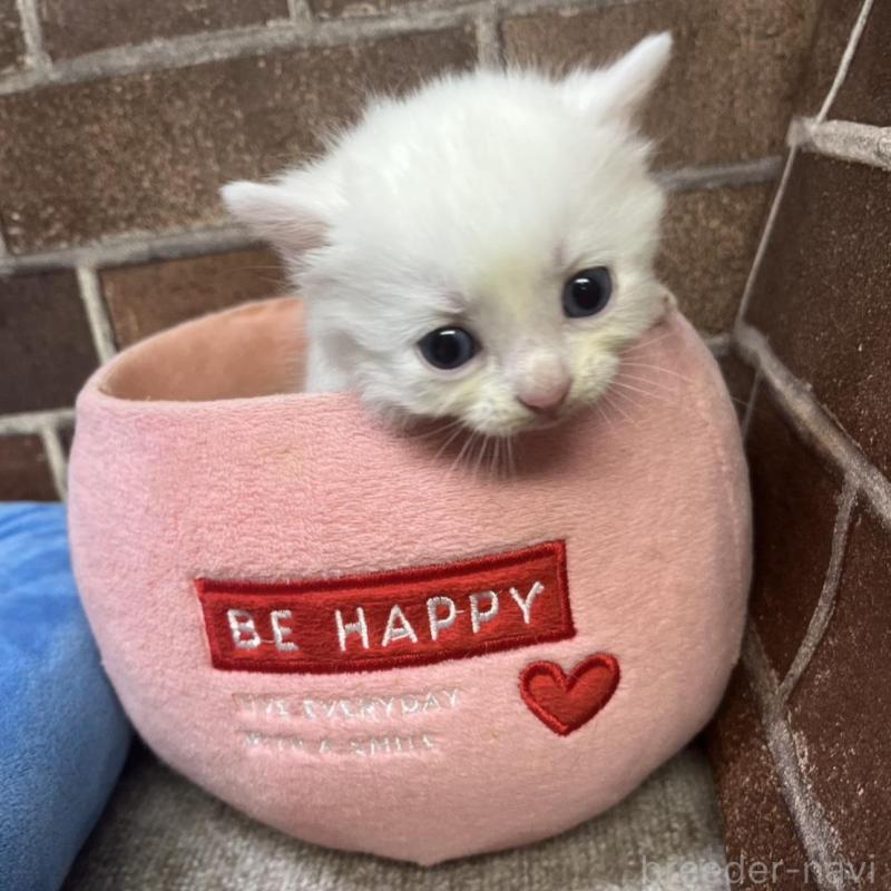 販売中の東京都のマンチカン(短足)-134989の5枚目