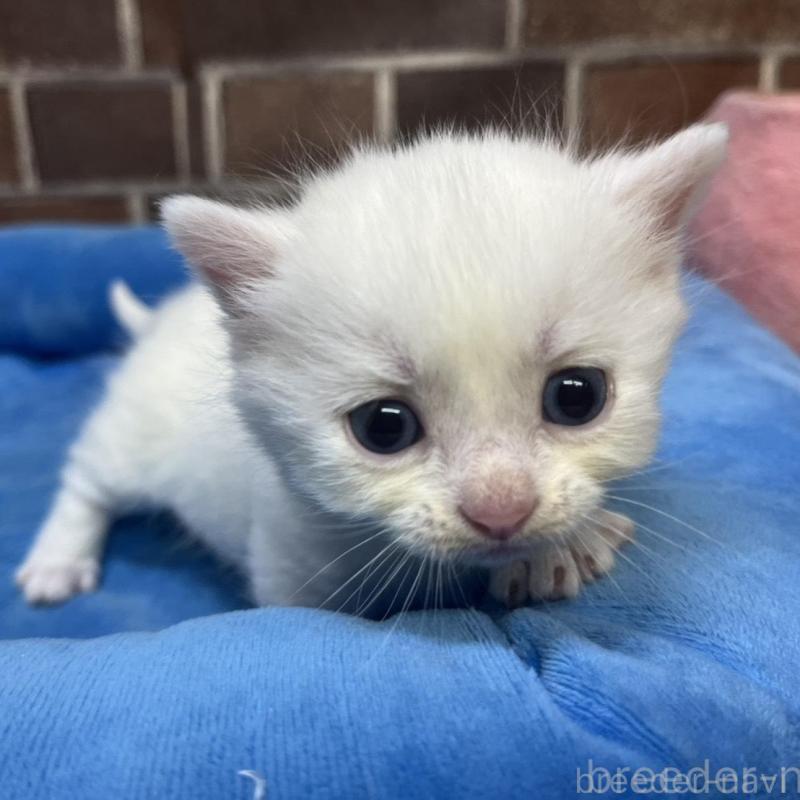 販売中の東京都のマンチカン(短足)-134989の4枚目
