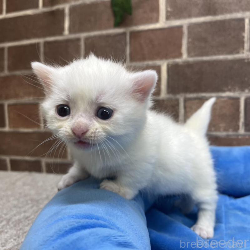 販売中の東京都のマンチカン(短足)-134989の3枚目