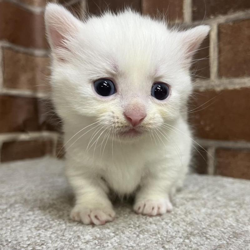 販売中の東京都のマンチカン(短足)-134989の1枚目