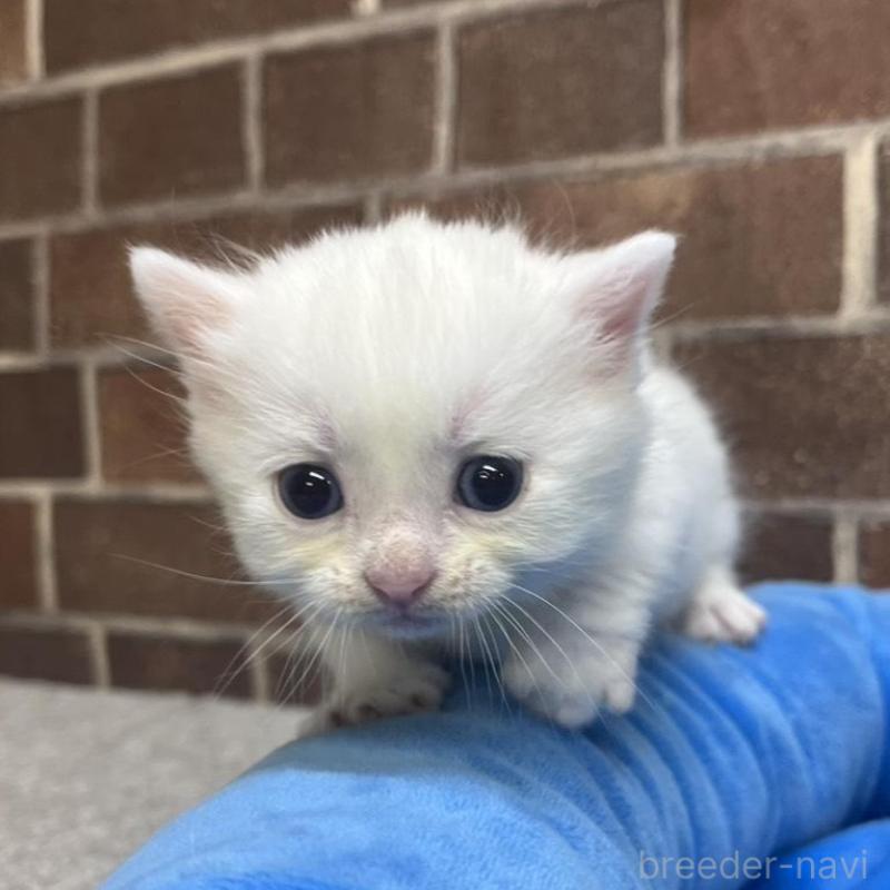 販売中の東京都のマンチカン(短足)-134989の2枚目