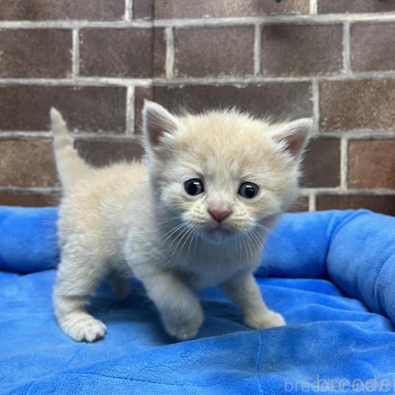 販売中の東京都のマンチカン-134990の5枚目