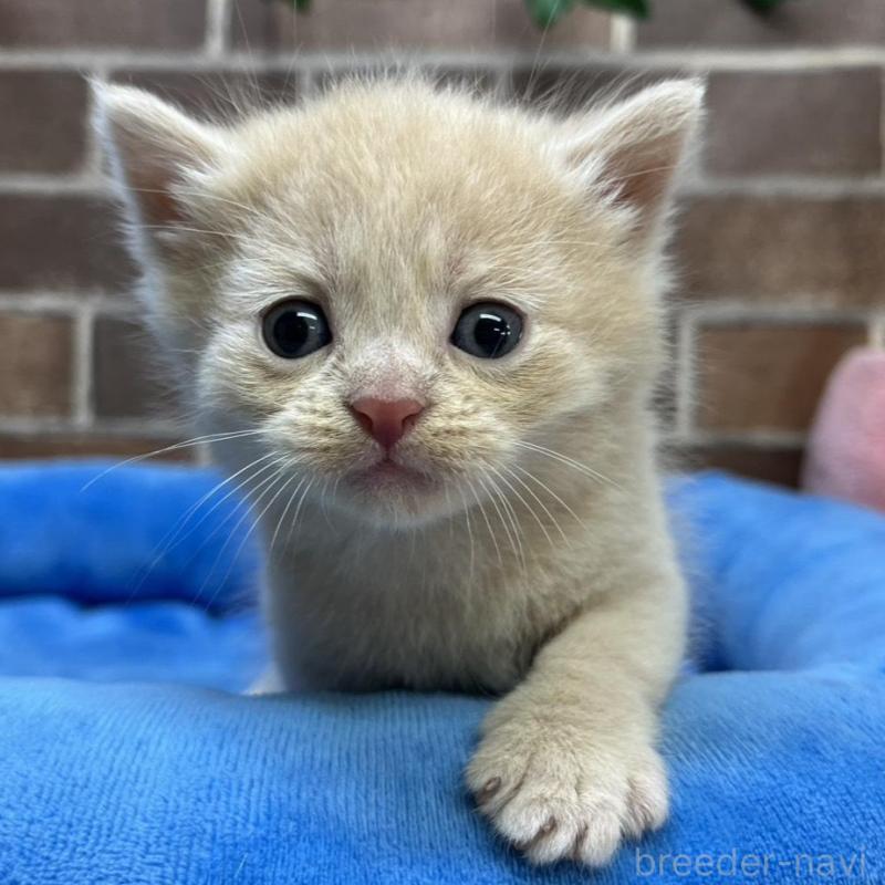 販売中の東京都のマンチカン-134990の1枚目