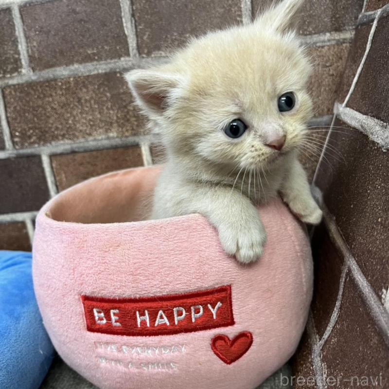 販売中の東京都のマンチカン-134990の4枚目