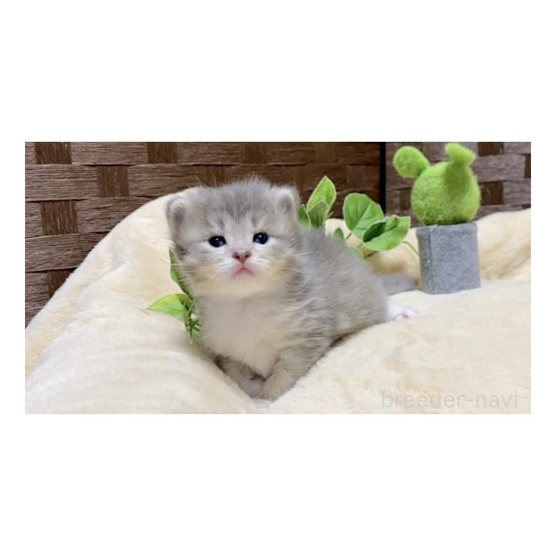 販売中の愛知県のサイベリアン-134991の6枚目