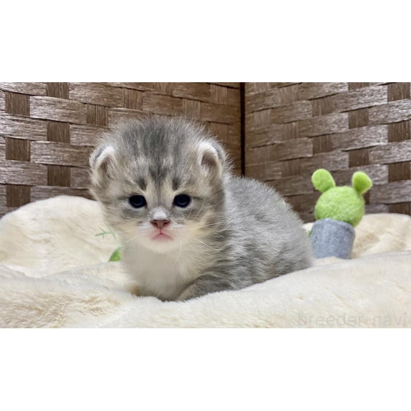 販売中の愛知県のサイベリアン-134991の5枚目