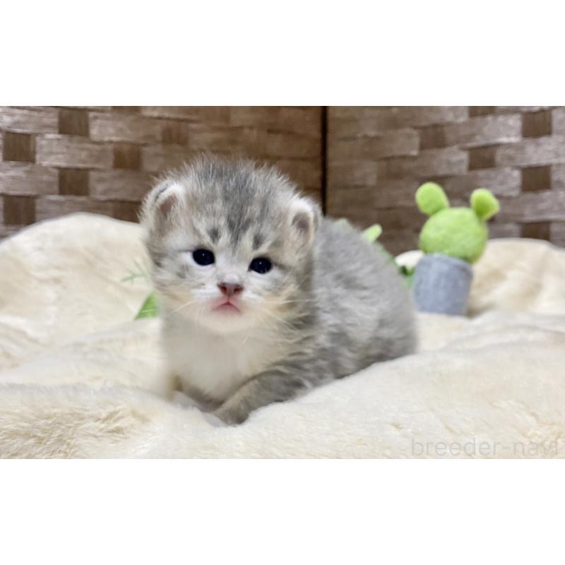 販売中の愛知県のサイベリアン-134991の3枚目