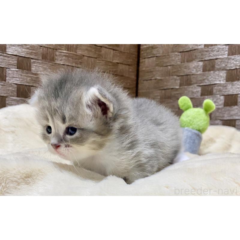 販売中の愛知県のサイベリアン-134991の2枚目