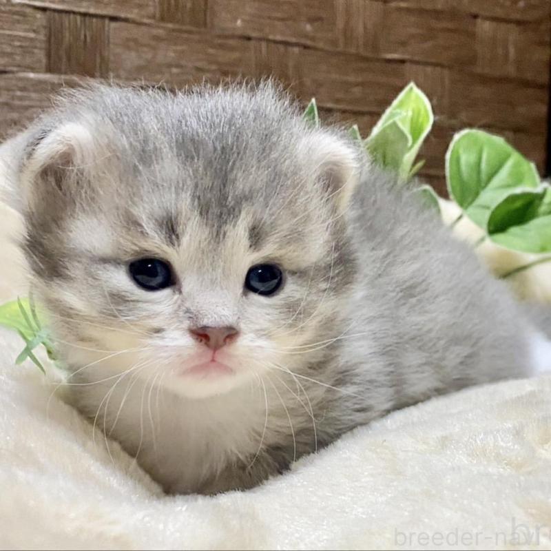 販売中の愛知県のサイベリアン-134991の1枚目