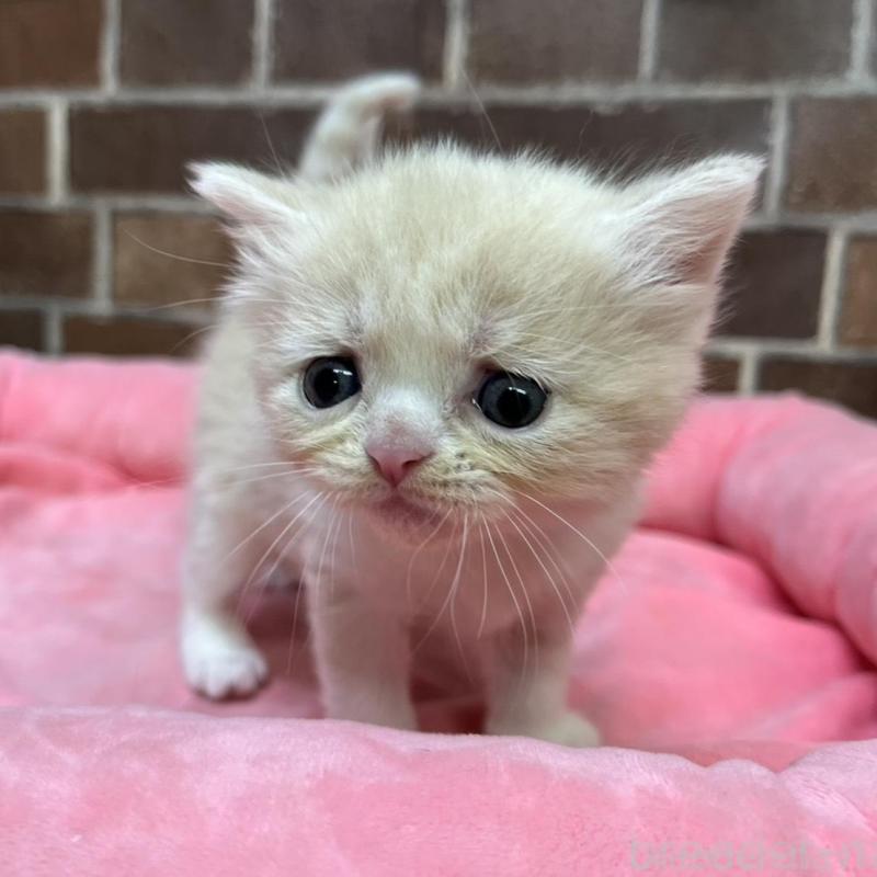 販売中の東京都のマンチカン-134992の7枚目