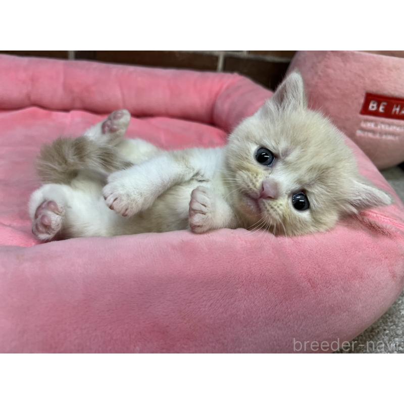 販売中の東京都のマンチカン-134992の4枚目