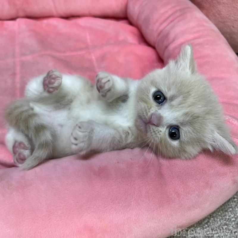 販売中の東京都のマンチカン-134992