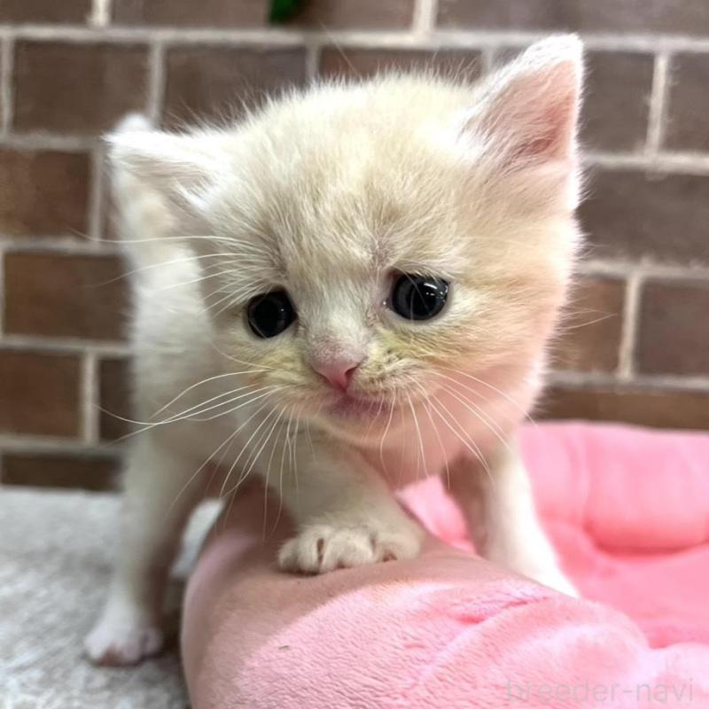 販売中の東京都のマンチカン-134992の2枚目