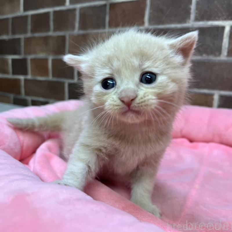 販売中の東京都のマンチカン-134993