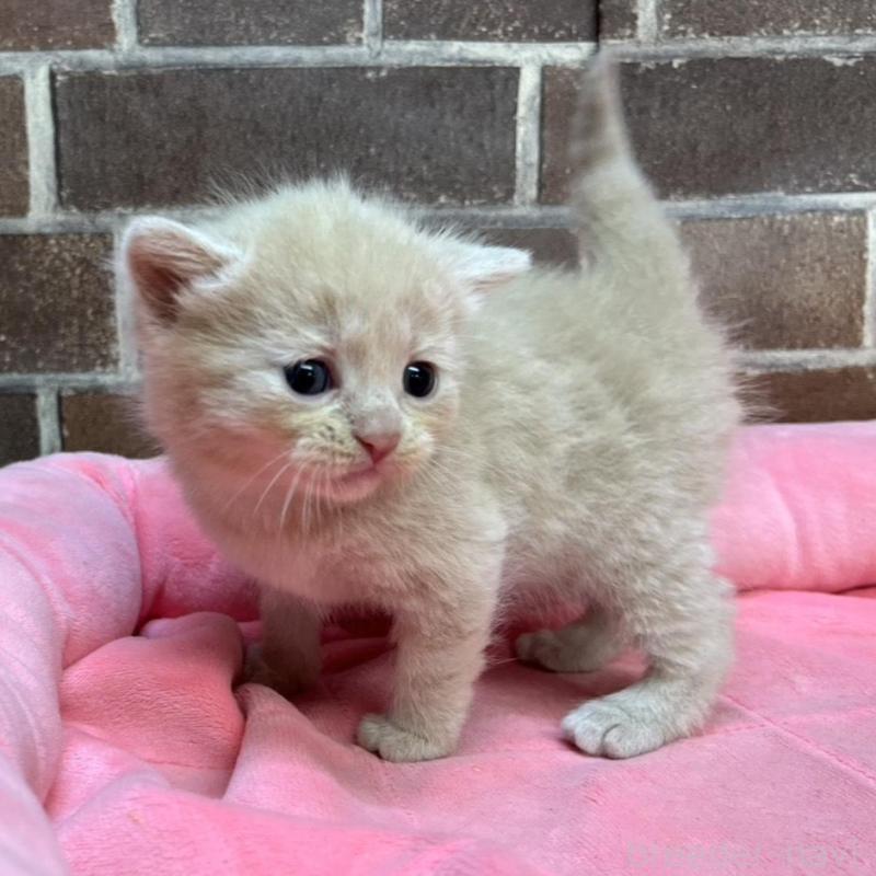 販売中の東京都のマンチカン-134993の8枚目