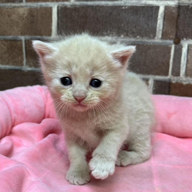 販売中の東京都のマンチカン-134993の7枚目