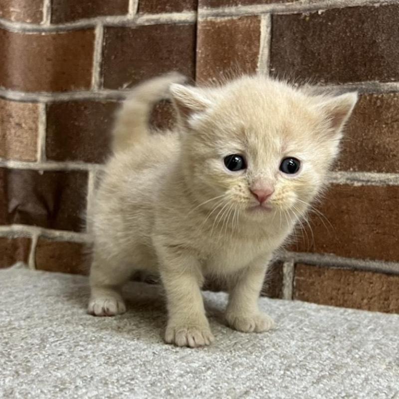 販売中の東京都のマンチカン-134993の6枚目