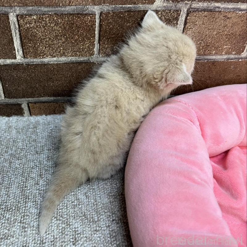 販売中の東京都のマンチカン-134993の5枚目