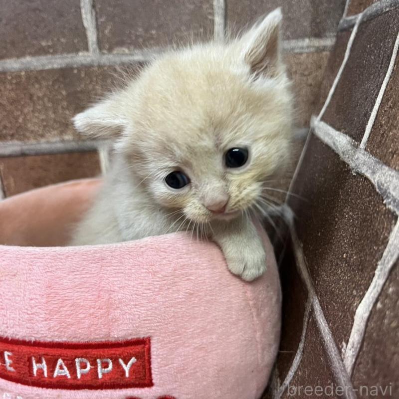 販売中の東京都のマンチカン-134993の4枚目