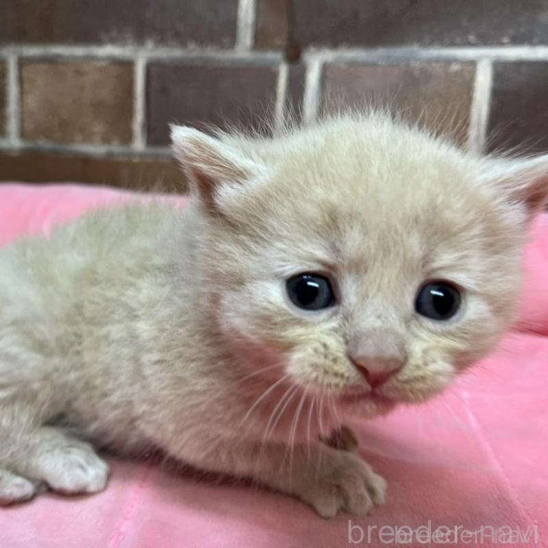 販売中の東京都のマンチカン-134993の3枚目