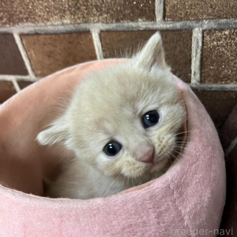 販売中の東京都のマンチカン-134993の2枚目